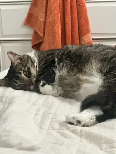 Beautiful domestic cat resting calmly in warm comfortable surroundings