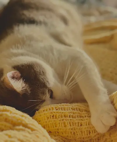 Sleek and gorgeous cat laying comfortably on a soft cushion