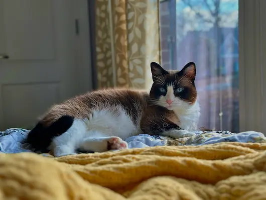 Pristine and healthy domestic cat sitting gracefully and showing content eyes