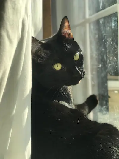 Sweet cat relaxing and enjoying a gentle touch of affection